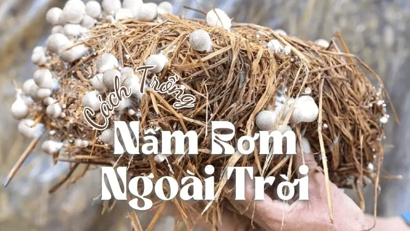 Cách Trồng Nấm Rơm Ngoài Trời