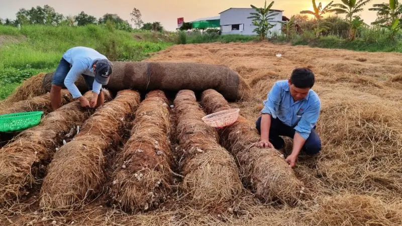 Chăm Sóc Nấm Rơm 