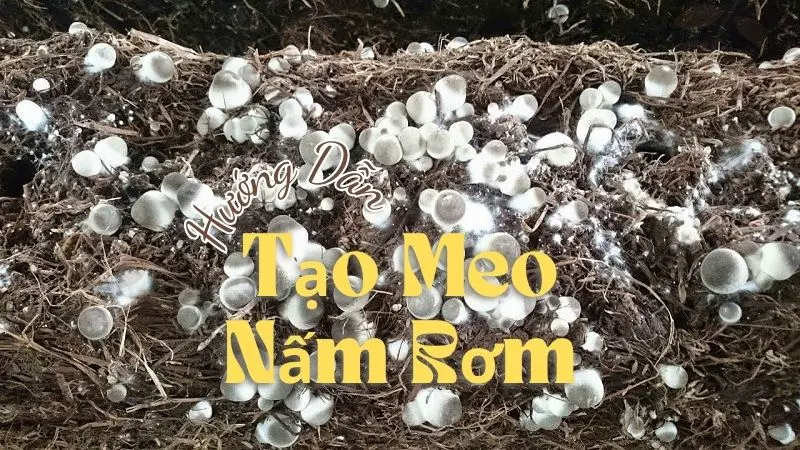 Hướng Dẫn Tạo Meo Nấm Rơm