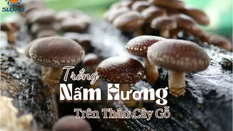 Trồng Nấm Hương Trên Thân Cây Gỗ