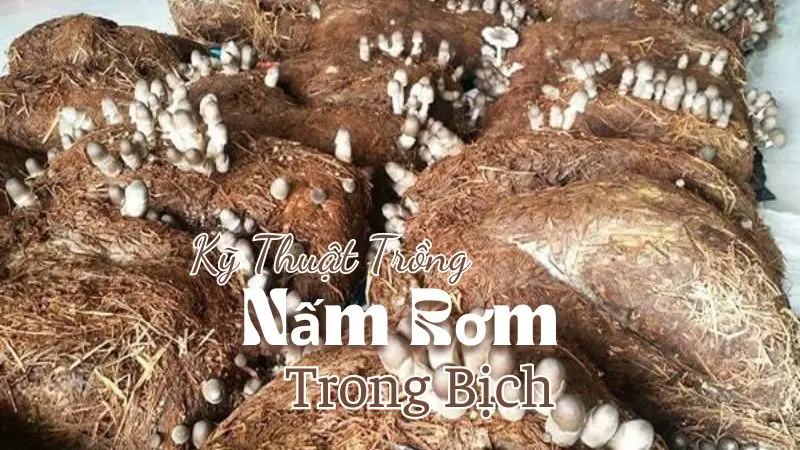 Kỹ Thuật Trồng Nấm Rơm Trong Bịch