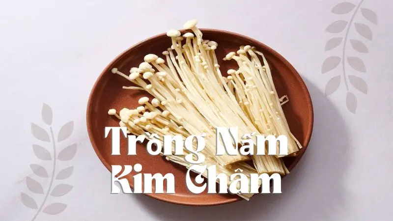 Trồng Nấm Kim Châm