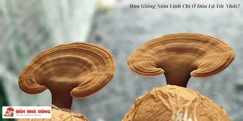 Mua Giống Nấm Linh Chi Ở Đâu?