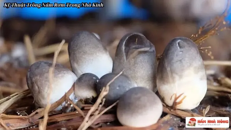 Kỹ Thuật Trồng Nấm Rơm Trong Nhà Kính